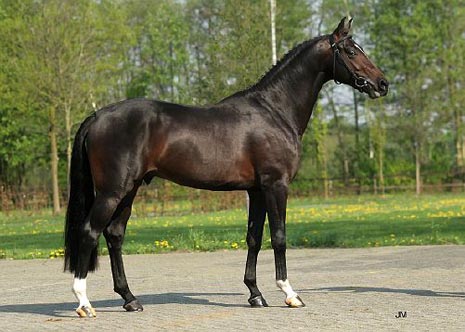 KWPN Stallion Database